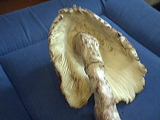 Leucoagaricus americanus